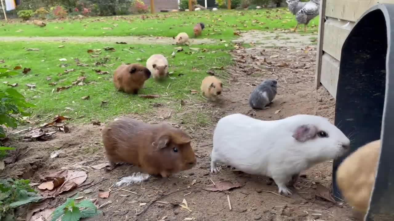 Guinea pigs exit and enter the tube