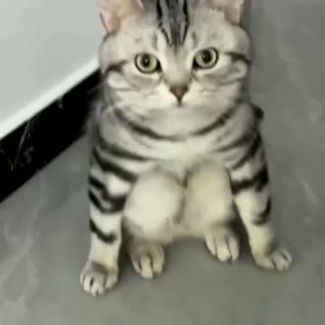 when the cat gets a haircut🤣🤣🤣