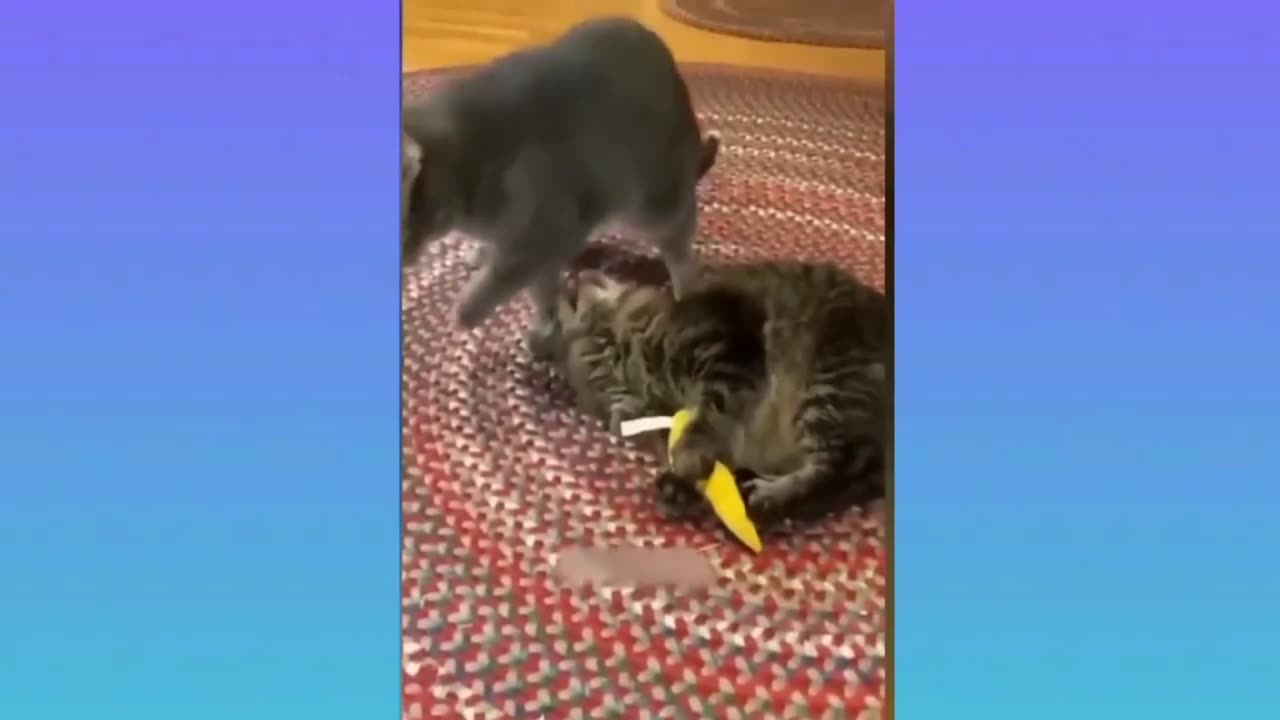 Funny videos of cats and dogs 😱😂😅🤣part3