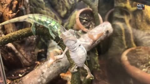 Chameleons fight and dancing_Cut