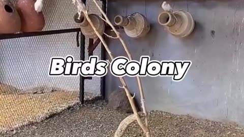 Beautiful birds