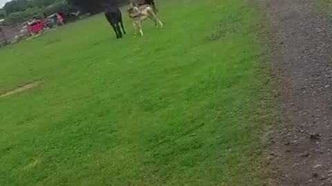 Possessive Donkey Follows Woman