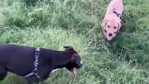 Labrador , golden retriever with female Pitbull big baby beast