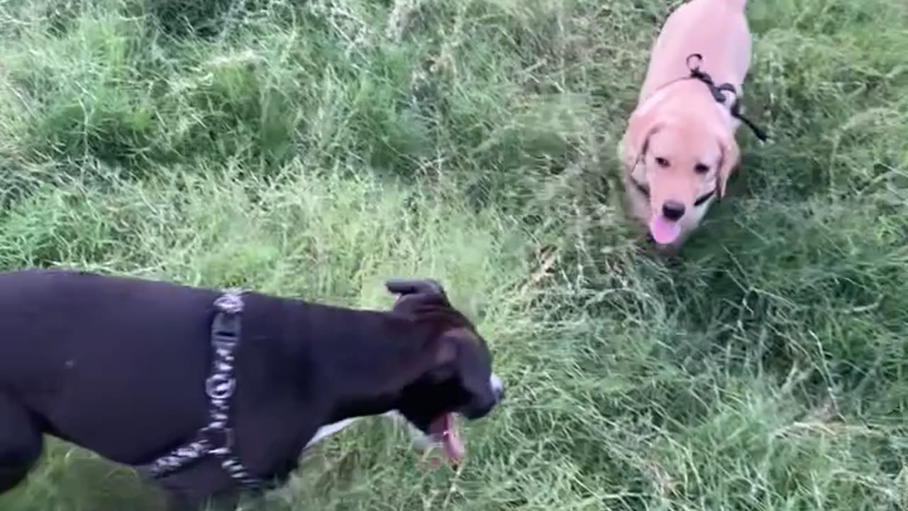 Labrador , golden retriever with female Pitbull big baby beast