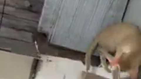 funny cats