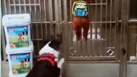 intelligent dogs