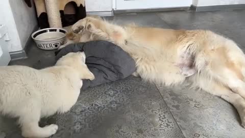 Golden Retriever Puppy's Reaction When His Bed Was Taken Away