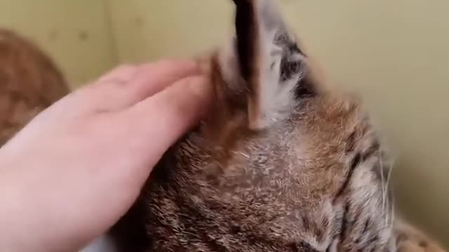 This little look, and the teeth show a few meaning