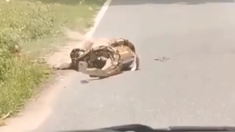Wildlife in Closer View with natural perspective.