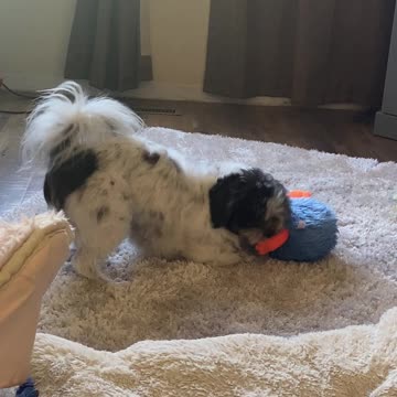Shihtzu Tantrum