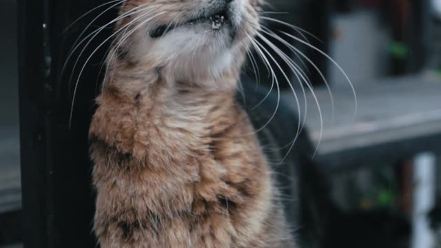Tabby Cat Rubbing Against a Wooden Frame