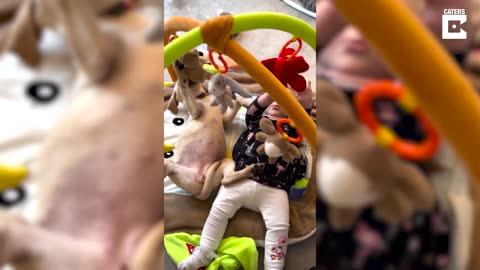 Adorable Puppies Love Babies playtime