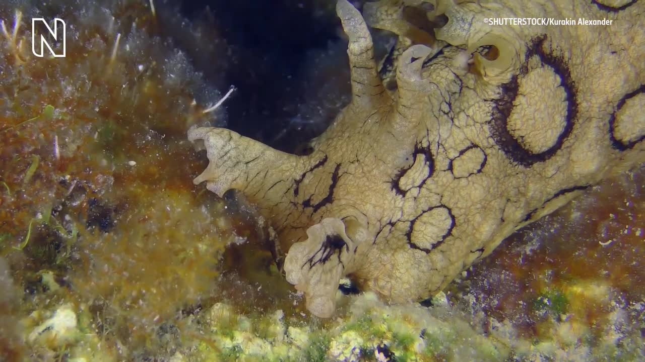 DO NOT PUBLISH_Why do sea slugs steal stings_ _ Natural History Museum
