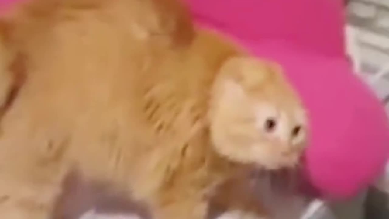 try not for laugh | cat and dog angry