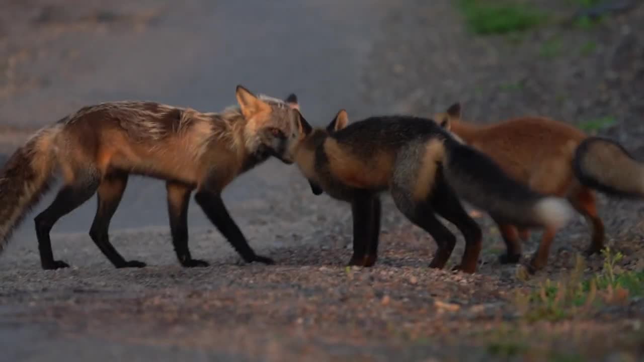 Newfoundland Foxes