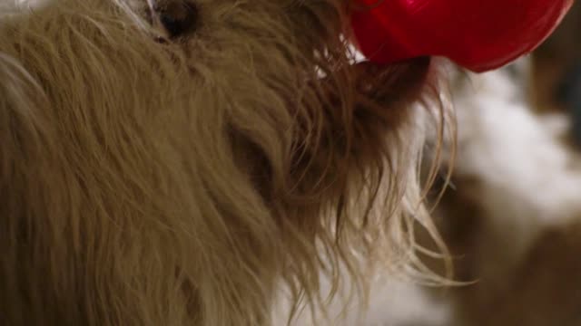 Funny dog 🐩 is playing with box videos