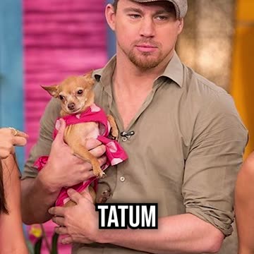 Is the Chihuahua Right for You?