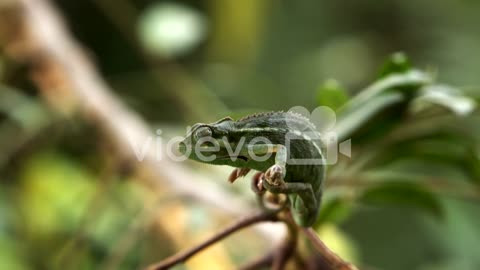 Chameleon Perched on Branch