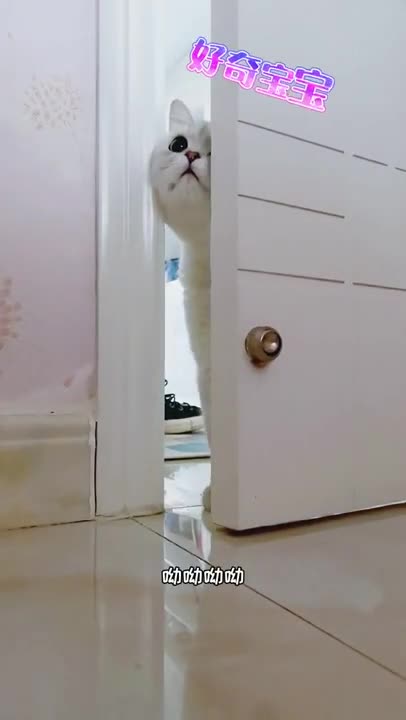 I love cats as much as life, Animals funny and sad 3003