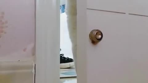 I love cats as much as life, Animals funny and sad 3003
