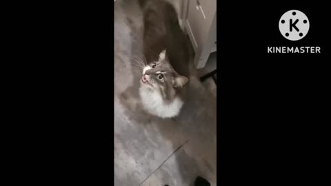 Cat is crying, everyone loves it