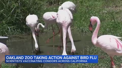 Oakland Zoo Vaccinates California Condors Against Bird Flu