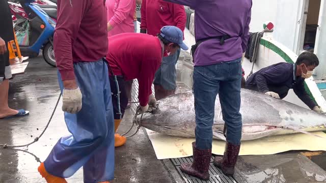 Tow over 400kg of bluefin tuna ashore