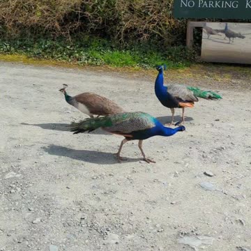Peackocks in the car park
