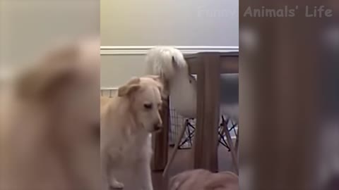 FUNNY ..BET YOU WILL LAUGH!!! CAT AND DOG VIDEOS! PT.1