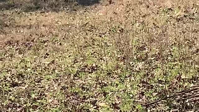 Calf Gets a Child's Toy Car Stuck on its Head