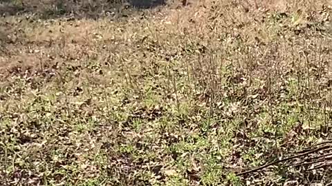 Calf Gets a Child's Toy Car Stuck on its Head