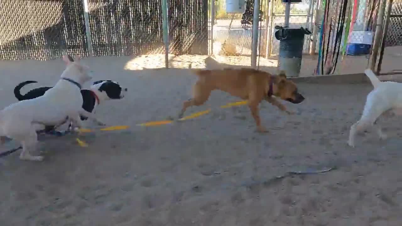 Want a Career in Dog? Make This Your Secret Weapon