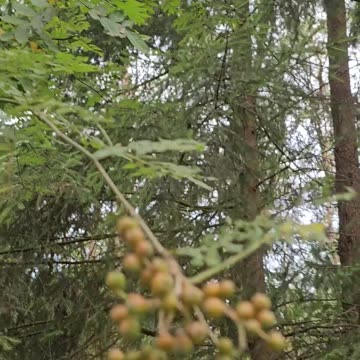 How the widespread use of plastic lead to the mosquito crisis #mockumentary #nature