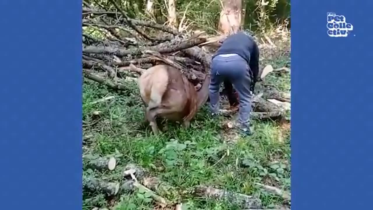 animal funny video7