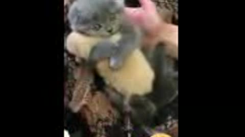 funny cat video helping hugs