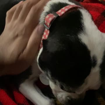 Morning lick and pet