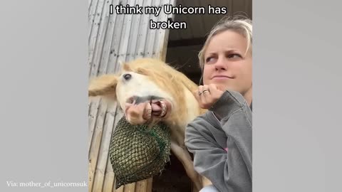 Funniest ANIMALS Videos 2024 are here to make you LAUGH All Day Long