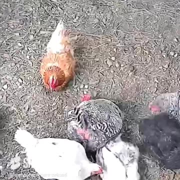 Chicken Coop Cam, they don’t want to go outside in the cold today.