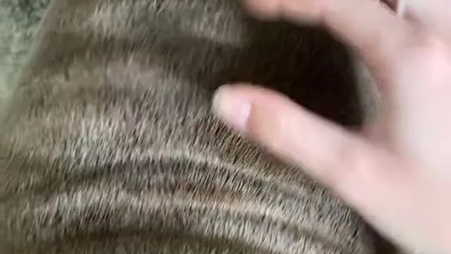 dog funny #shorts 2022 🐕🐕🐕🐕🐕🐕🐕🐕🐕