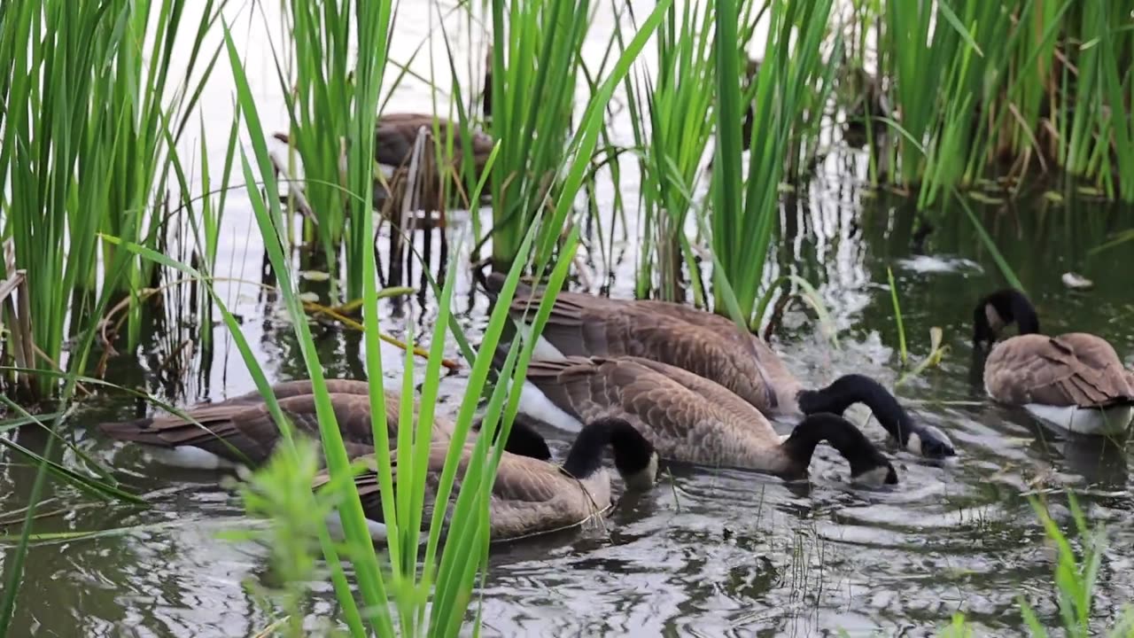 Flock of Goose Eating on the Lake Water