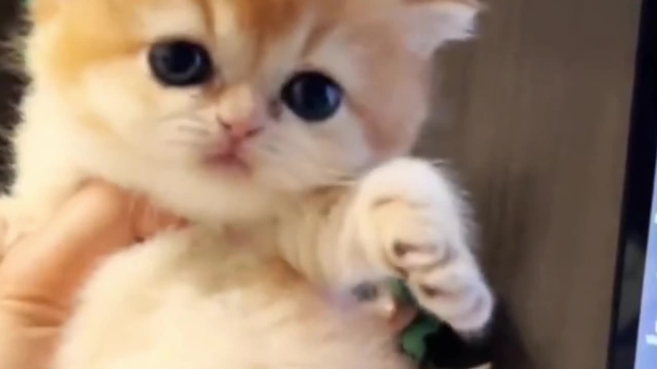 🐱 Funny cat videos | cute cats | Try not to laugh | Cat videos Compilation #shorts 🐈