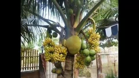 Subhanallah, Heboh, Pohon Kelapa Berbuah Nangka Dan Kelapa Bikin Geger Dunia