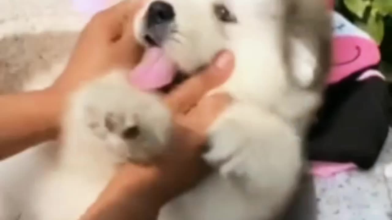 Funny dog