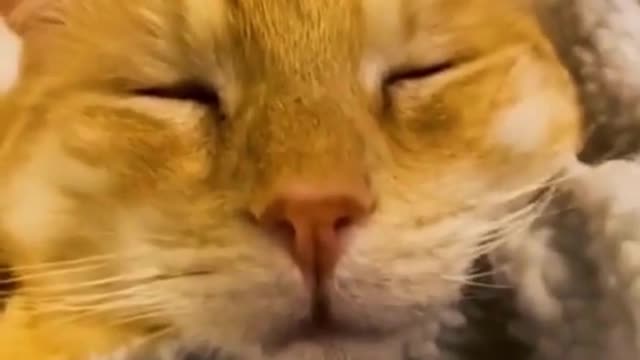 "Heartwarming Dog Videos That Will Make Your Day!"