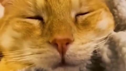 "Heartwarming Dog Videos That Will Make Your Day!"