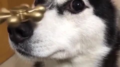 Husky are pure actor