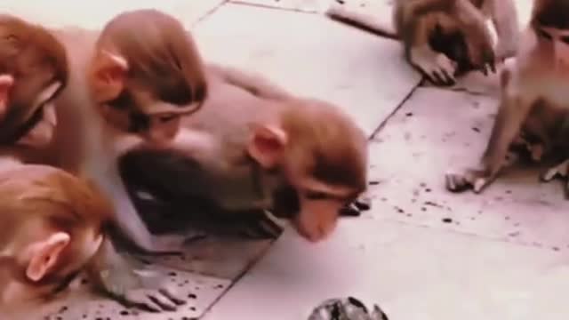 Crab fight monkeys