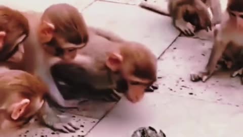 Crab fight monkeys