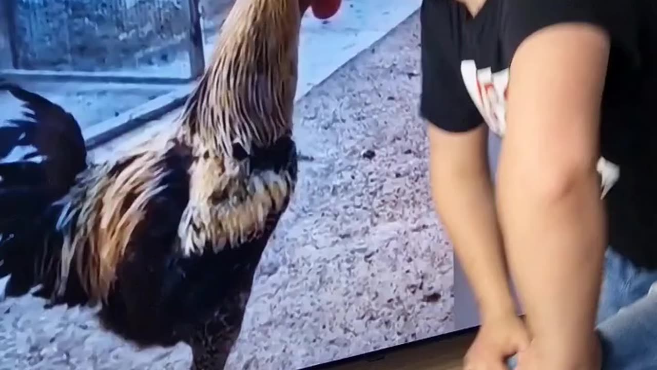 Loud Cock 😂 Funny Moment 😂