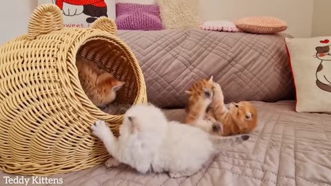 1st month after birth 🥰 Kittens give their mommy more trouble